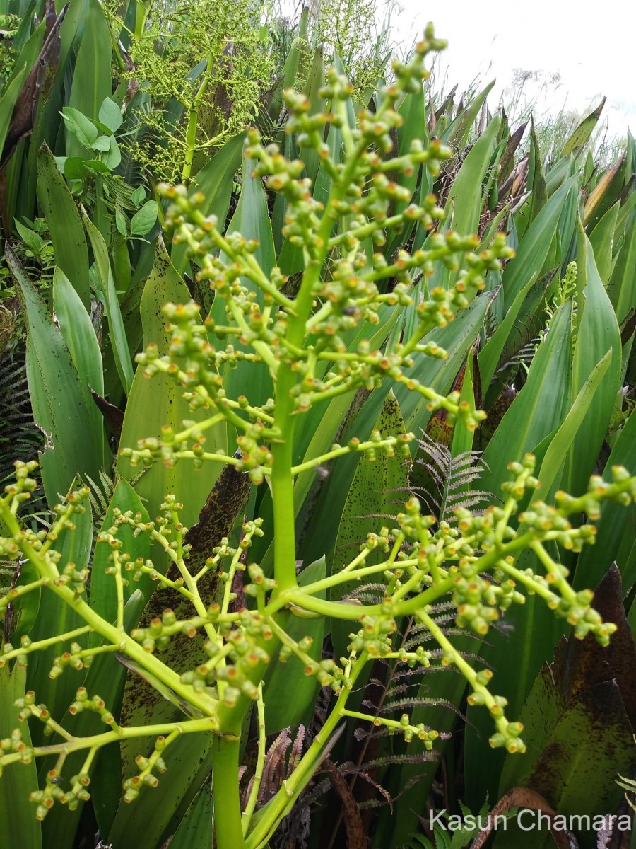 Hanguana anthelminthica (Blume ex Schult. & Schult.f.) Masam.